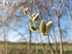 Foto salix_caprea_d_lomec_1784806880.jpg