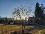 Foto salix_caprea_h_vodnany_1784806904.jpg