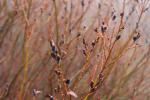 Foto salix_melanostachys_d2_1784807098.jpg