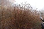 Foto salix_melanostachys_h_1784807121.jpg