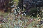 Foto salix_purpurea_d_1784807247.jpg