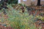 Foto salix_purpurea_h_1784807291.jpg