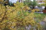 Foto salix_repens_d2_1784807349.jpg