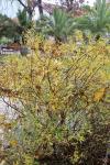 Foto salix_repens_h_1784807368.jpg