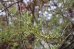 Foto salix_rosmarinifolia_d_1784807676.jpg