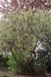 Foto salix_rosmarinifolia_h_1784807742.jpg