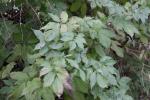 Foto sambucus_nigra_d_1784807844.jpg