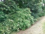 Foto sambucus_nigra_h_radcice_1784807877.jpg