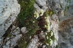 Foto saxifraga_crustata_vest__dsc06934_1725654665.jpg