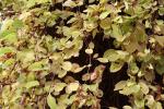 Foto schisandra_chinensis_d_1784808408.jpg