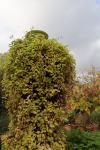 Foto schisandra_chinensis_h_1784808428.jpg