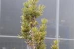 Foto sciadopitys_verticillata_d2_1784808135.jpg