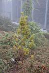 Foto sciadopitys_verticillata_h_1784808156.jpg