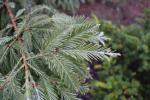 Foto sequoia_sempervirens_d3_1784808241.jpg