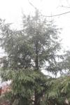 Foto sequoia_sempervirens_h_1784808275.jpg