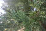 Foto sequoiadendron_giganteum_d1_1784808338.jpg