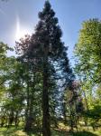 Foto sequoiadendron_giganteum_h_pruhonice_1784808362.jpg
