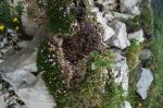 Foto silene_acaulis_(l.)_jacq._+_primula_glaucescens_moretti_dsc06941_1726427859.jpg