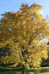Foto sophora_japonica_h_1784808522.jpg