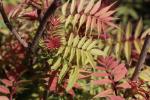 Foto sorbaria_sorbifolia_ii_d_1784808618.jpg