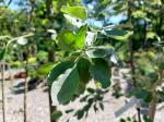 Foto sorbopyrus_auricularis_´tatarova´_d_protivin_1784808681.jpg