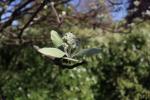 Foto sorbus_aria_d1_1784808915.jpg
