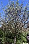 Foto sorbus_aria_h_1784808940.jpg