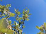 Foto sorbus_aria_´magnifica´_d1_protivin_1784808766.jpg