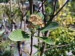 Foto sorbus_aria_´magnifica´_d2_protivin_1784808823.jpg