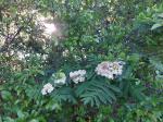 Foto sorbus_aucuparia_d_techoraz_1784809118.jpg