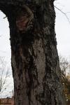 Foto sorbus_intermedia_d1_1784809247.jpg