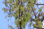 Foto sorbus_torminalis_d_1784809383.jpg