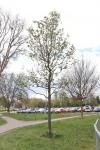 Foto sorbus_torminalis_h_1784809408.jpg