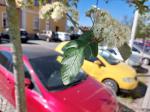 Foto sorbus_x_intermedia_d_vodnany_1784809274.jpg