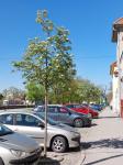 Foto sorbus_x_intermedia_h_vodnany_1784809302.jpg