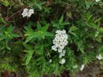 Foto spiraea_cinerea_d_vodnany_1784809595.jpg