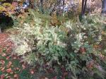 Foto spiraea_cinerea_h2_1784809650.jpg