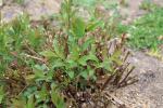 Foto spiraea_japonica_i_d_1784809742.jpg