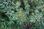 Foto spiraea_niponnica_d_1784809829.jpg
