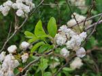 Foto spiraea_prunifolia_d_libosad_1784809908.jpg