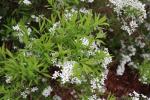 Foto spiraea_thunbergii_ii_d1_1784810055.jpg