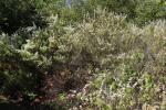 Foto spiraea_thunbergii_ii_h_1784810093.jpg