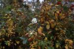 Foto spiraea_vanhouttei_d_1784810371.jpg