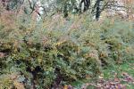 Foto spiraea_vanhouttei_h_1784810461.jpg
