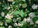 Foto spiraea_x_vanhouttei_d_libosad_1784810422.jpg