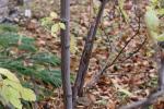 Foto staphylea_pinnata_d2_1785165845.jpg