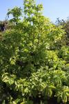 Foto staphylea_pinnata_h_1785165905.jpg