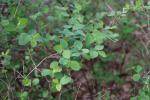 Foto symphoricarpos_albus_ii_d_1785166192.jpg