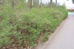 Foto symphoricarpos_albus_ii_h_1785166228.jpg