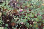 Foto symphoricarpos_orbiculatus_d_1785166318.jpg